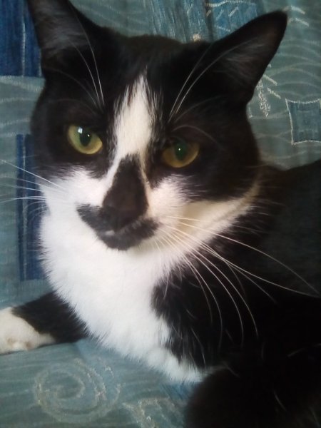 Мемы про Марсика