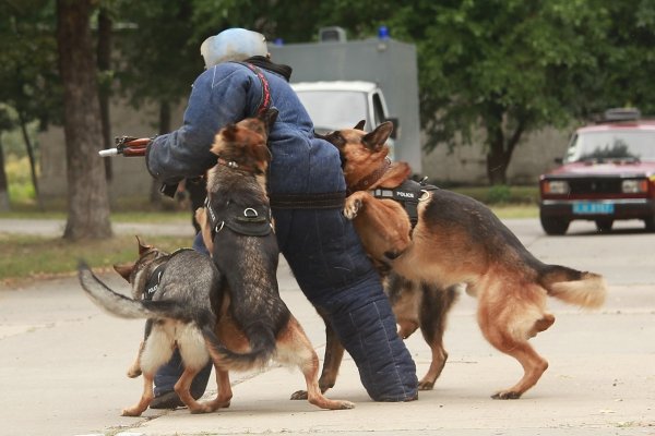 Служебная собака с человеком