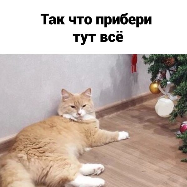 Мемы с котами и елками