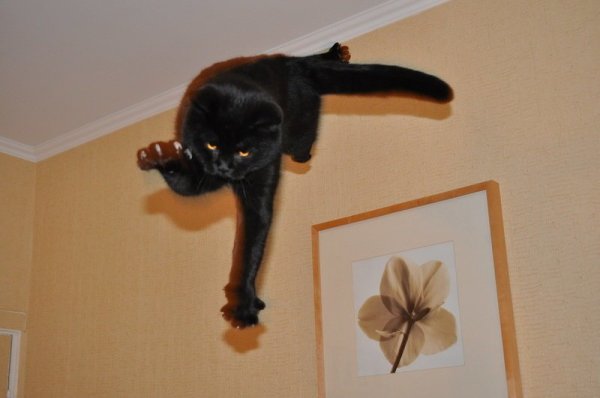 Чёрный котик в прыжке