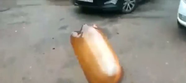 Собака которая взорвала бутылку