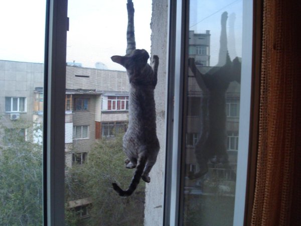 Москитные сетки на окна антикошка