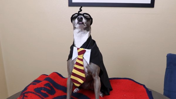 Левретка Кермит