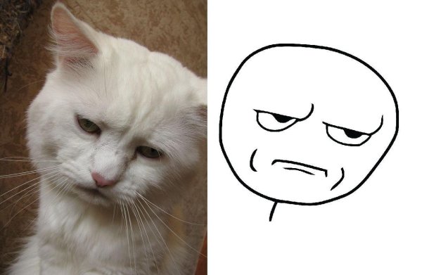 Мемы с котиками