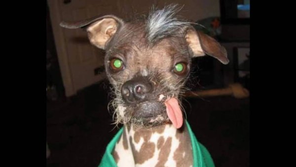 Страшные маленькие собачки