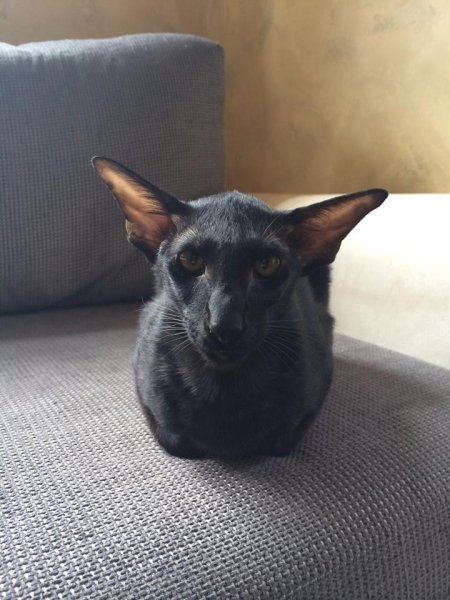 Ушастый кот порода Ориентал