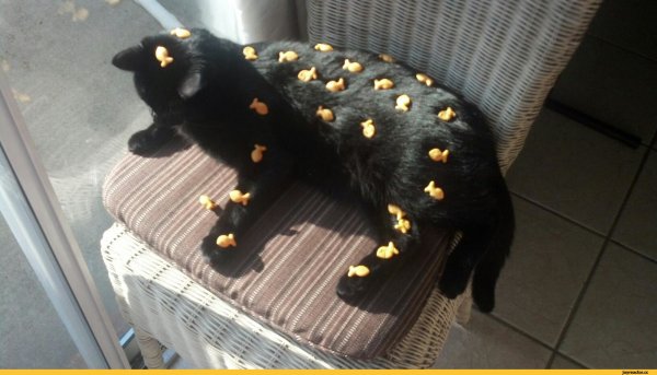 Кошка пофигист