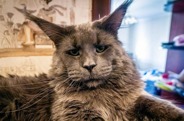 Кот грузин порода Ориентал