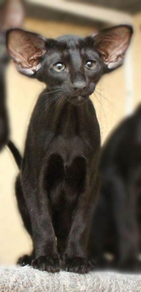 Эбони Ориентальная порода кошек