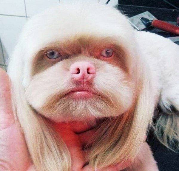 Собака с человеческим лицом