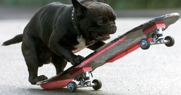 Собака на скейте