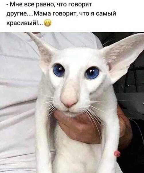 Ориентальный кот грузин