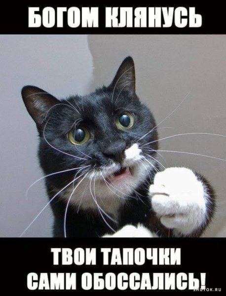 Твои тапочки сами обоссались