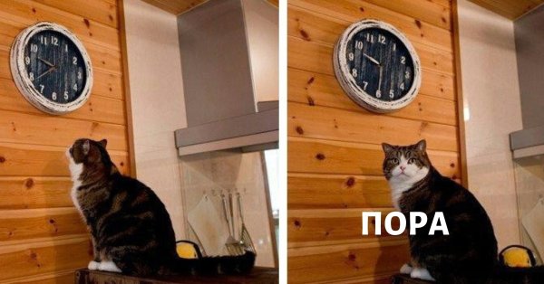 Мем с котиком и часами пора