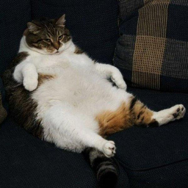 Толстый кот на диване