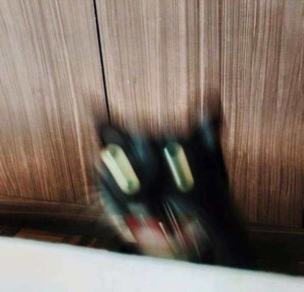 Размазанные коты