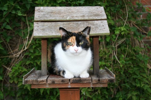 Кот в скворечнике