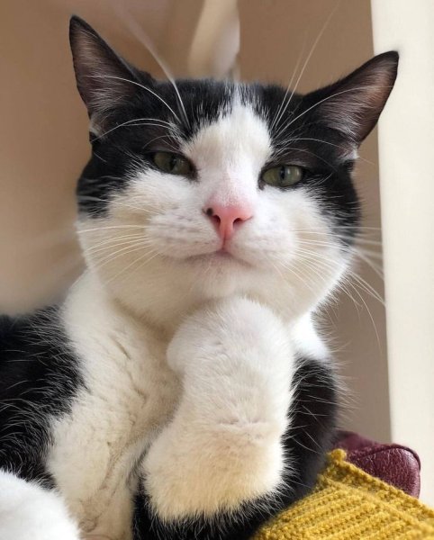 Прикольные коты