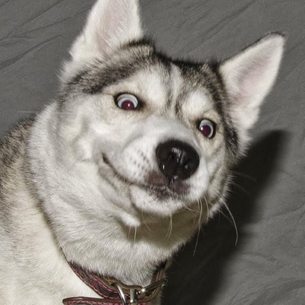 Хаски смешные