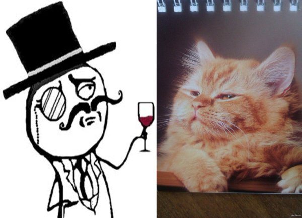 Мемы с котиками