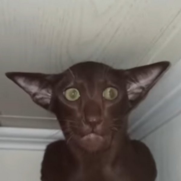 Кот Миша черный