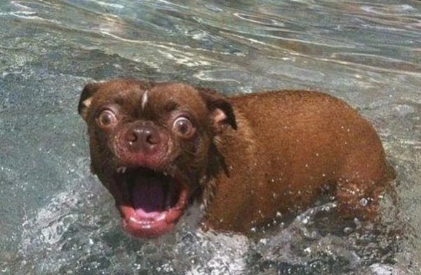 Очень смешные животные до слез