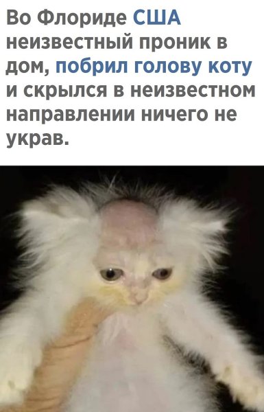Коту побрили голову во Флориде