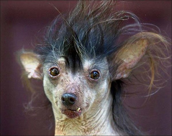 Китайская хохлатая собака страшная