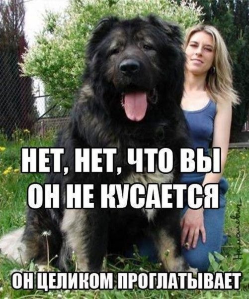 Смешные картинки с надписями