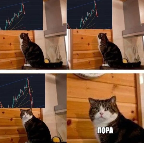 Мем кот пора