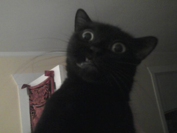 Черная кошка удивлена