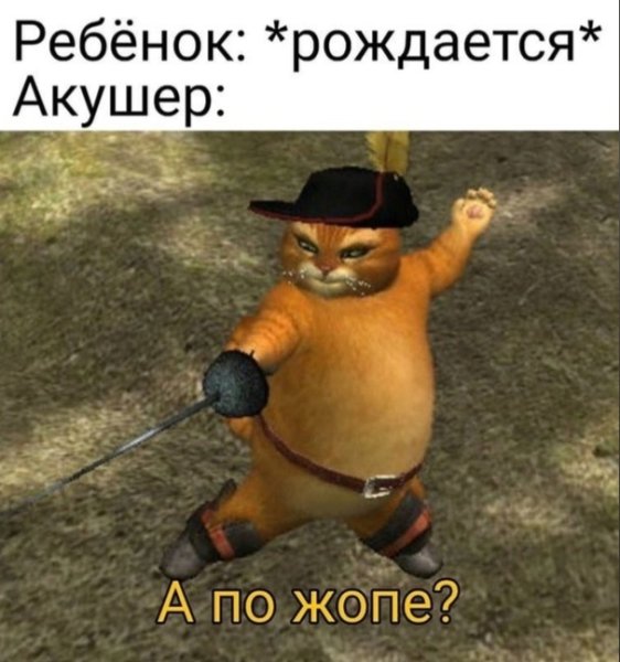 Толстый кот из Шрека