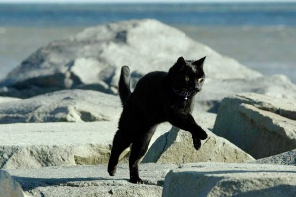 Черный кот прыгает