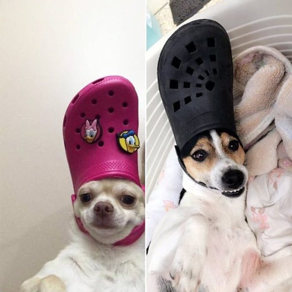 Собака с тапком