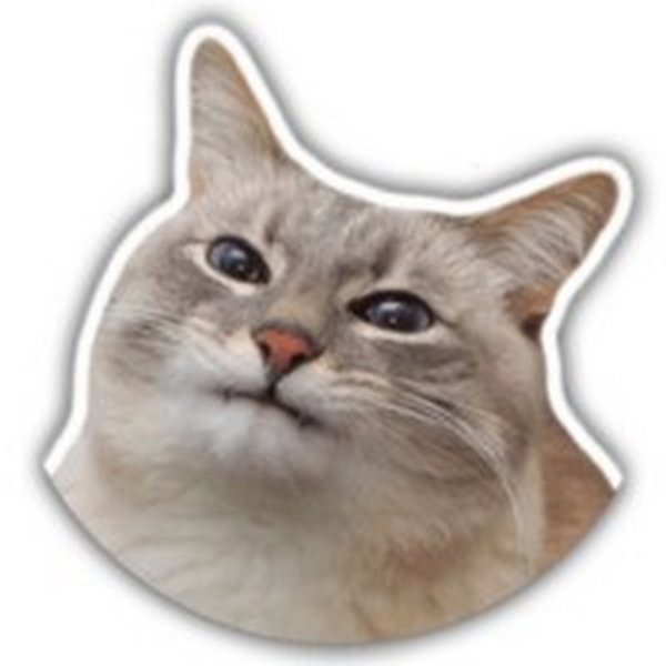 Смешные коты на прозрачном фоне