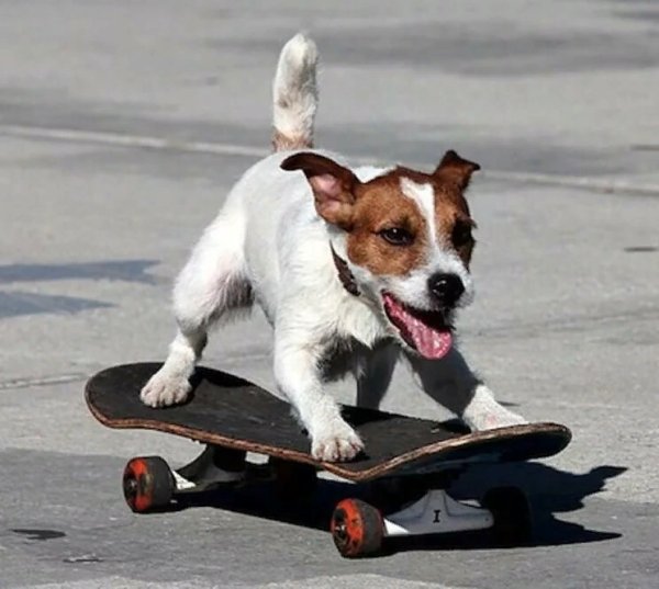 Джек Рассел собака