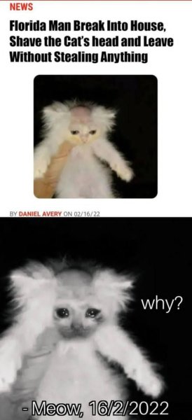 Котенок с бритой головой