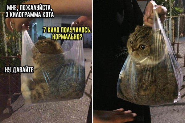 Коты мемы