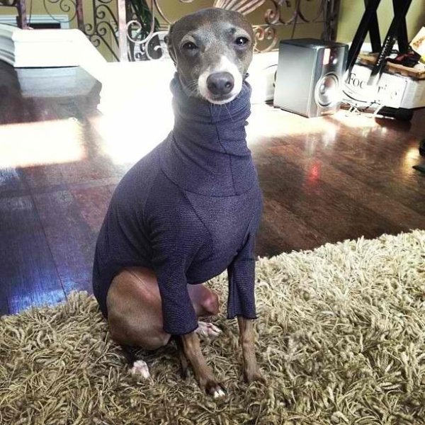 Итальянская Левретка Дженна Марблс