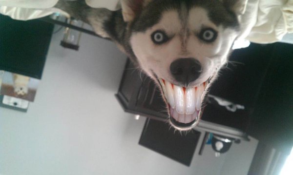 Хаски Смайл дог убийца