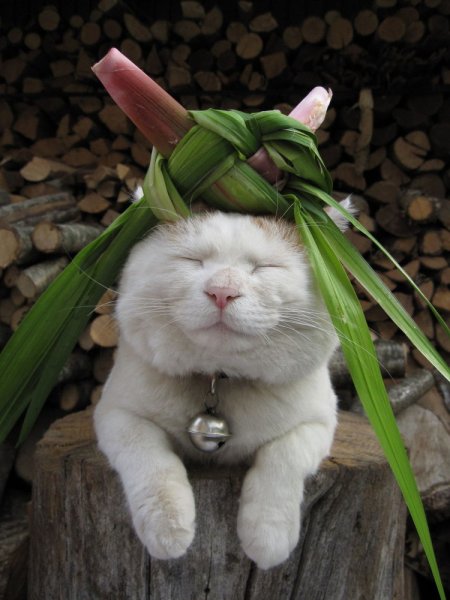 Кот пофигизм