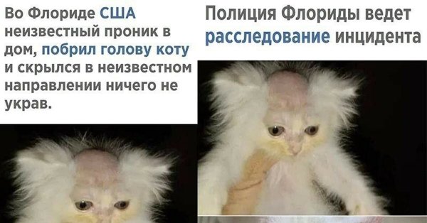 Кот с побритой головой