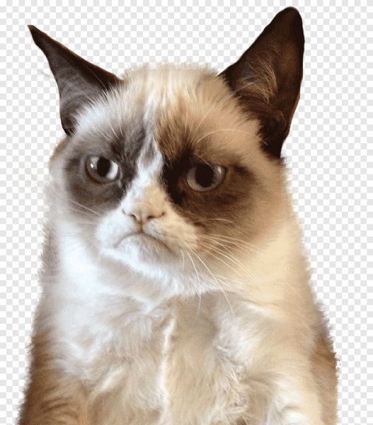 Угрюмый кот