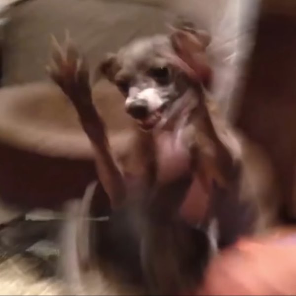 Кермит плачет Дженна