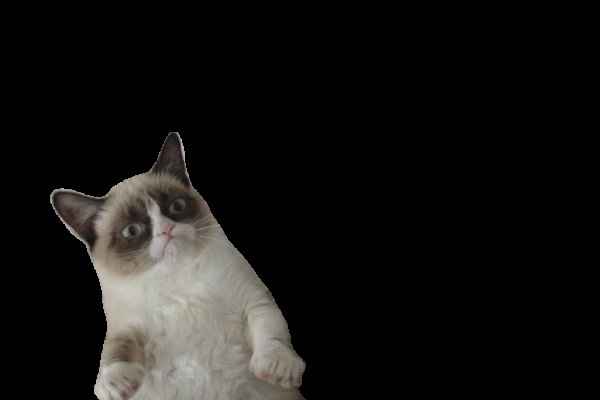 Смешной кот на белом фоне