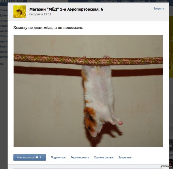 Хомяк вешается