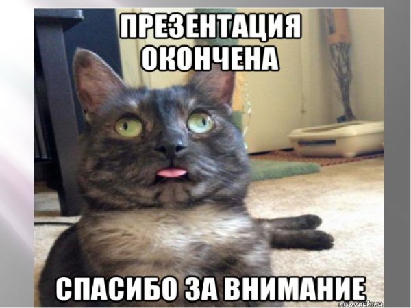 Спасибо за внимание с котико