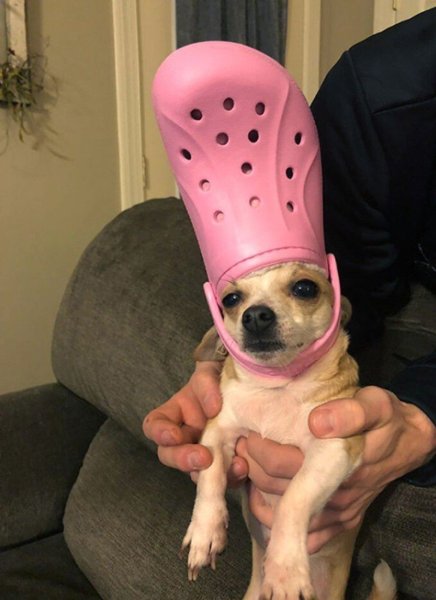 Собака с тапком на голове