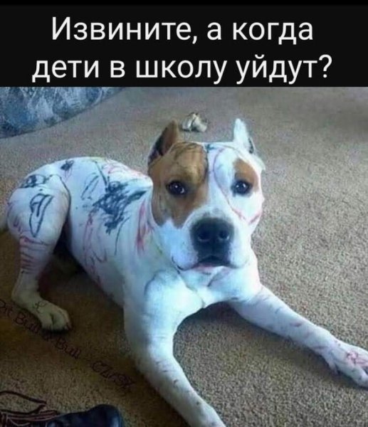 Смешные стаффорды