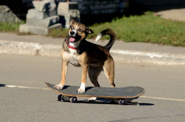 Собака скейтбордист
